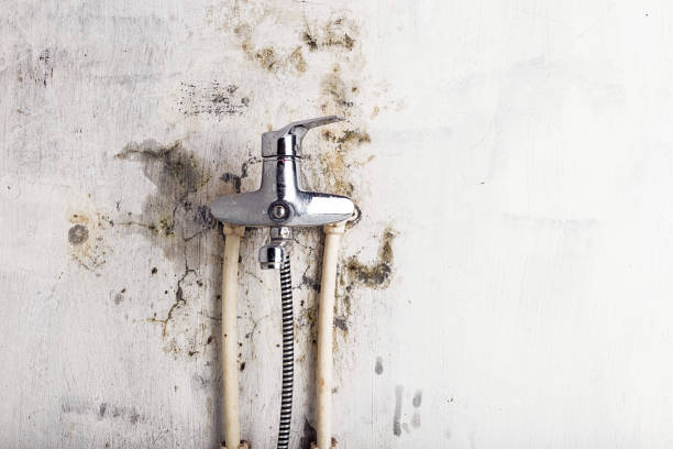 Best Emergency Mold Remediation in Dimondale, MI