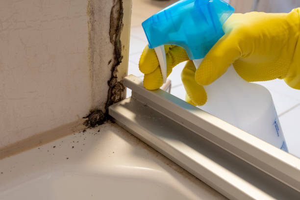 Best Industrial Mold Remediation in Dimondale, MI