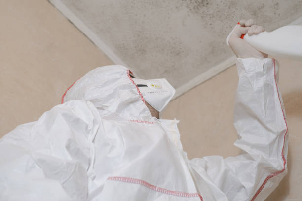 Best Commercial Mold Remediation in Dimondale, MI