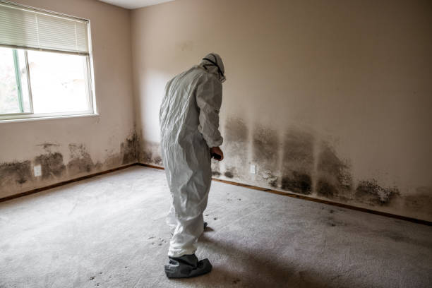 Trusted Dimondale, MI Mold Remediation Experts