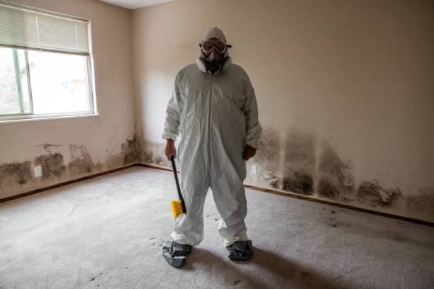Best Mold Remediation for Specific Building Types in Dimondale, MI
