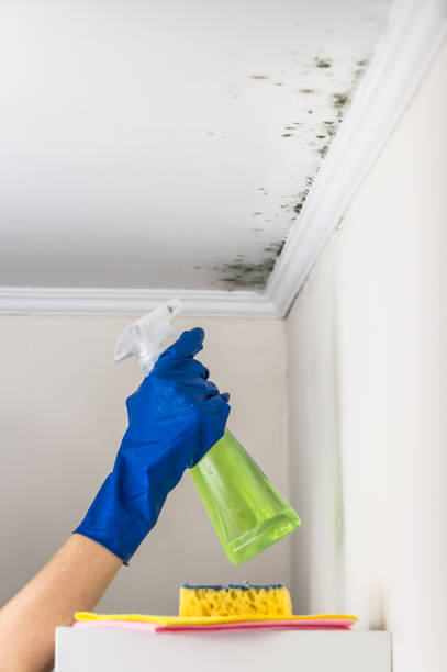 Best Black Mold Remediation in Dimondale, MI